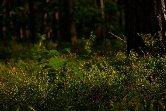 Lush Green Forest Floor Undergrowth Dappled Sunlight Serene Woodland Nature Background for Organic Growth and Tranquility