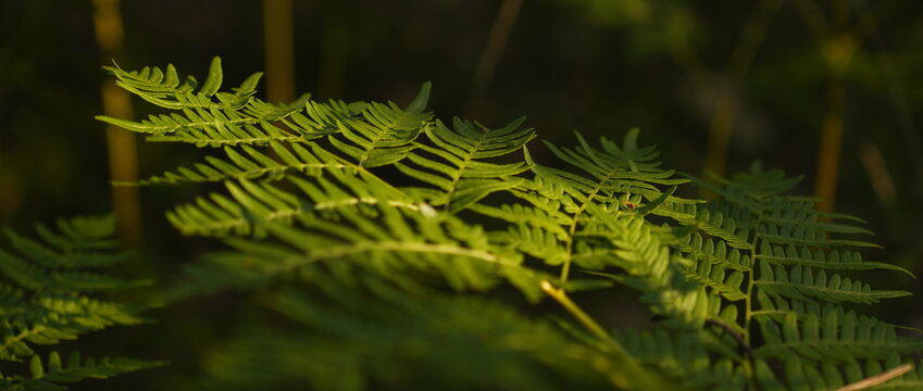 Lush Green Fern Frond Sunlight Closeup Macro Organic Growth Detail Nature Botanical Forest Backdrop