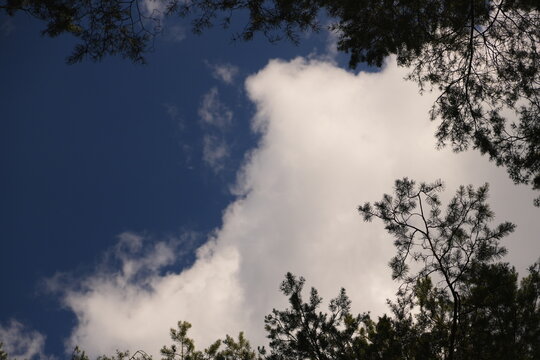 Looking Up Through Lush Green Pine Tree Canopy at Bright Blue Sky with Fluffy White Clouds Symbolizing Hope and Freedom