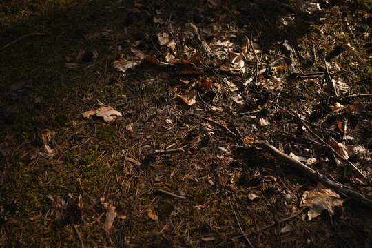 Overhead View of Forest Floor Texture with Dry Leaves Twigs Pine Needles Moss and Soil Sunlight Dappled Background for Natural Seasons