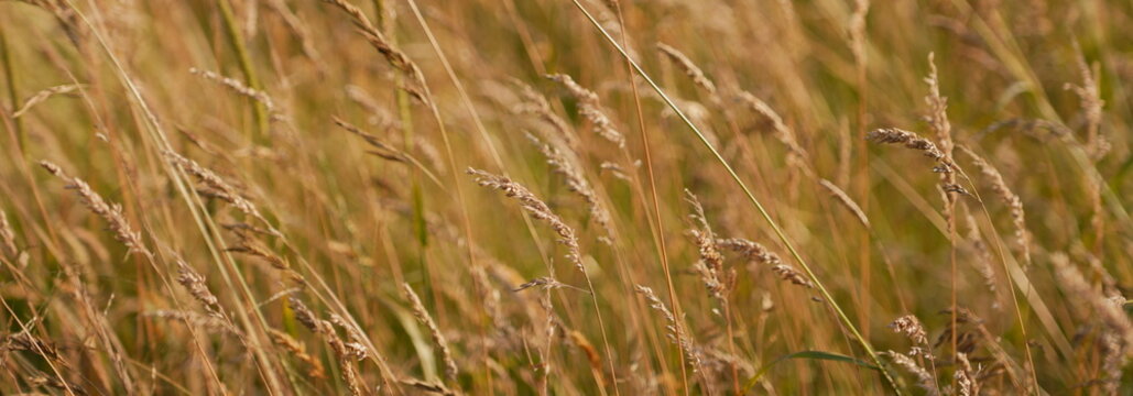 Dry Golden Grass Swaying Gently in a Summer Breeze with Soft Bokeh Panorama Background for Natural Beauty and Agriculture Concepts