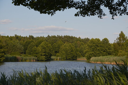 Calm Lake Reflecting Blue Sky and Clouds in Lush Green Forest Nature Landscape Tranquil Summer Daylight Peaceful Wetland