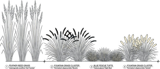 Ornamental grasses landscape architecture line art elevation diagram collection featuring feather reed and fescue in image_2b1aa2.png © Abu Siddik