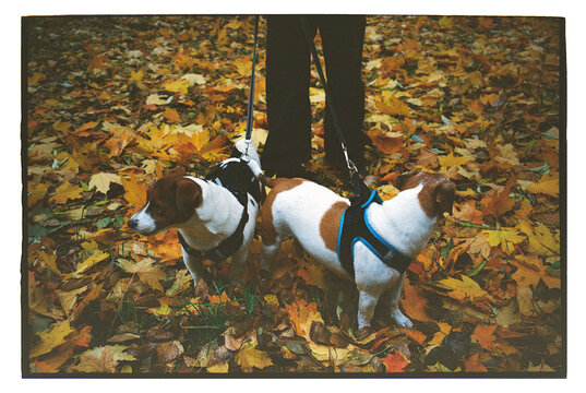 Dogs Explore a Colorful Autumn Landscape During a Playful Walk