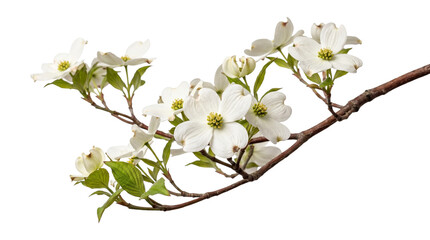 White dogwood flowers on branch blooming spring season delicate petals green leaves isolated on transparent background png. © Png ProTeam