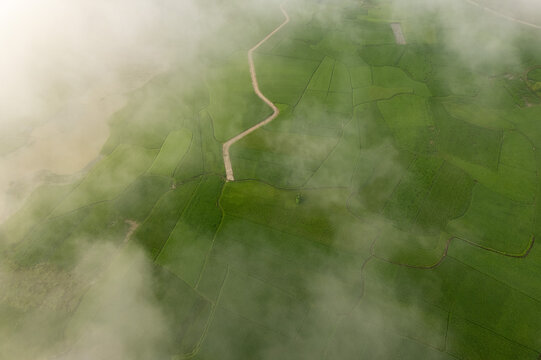 Mist Over Rice Fields