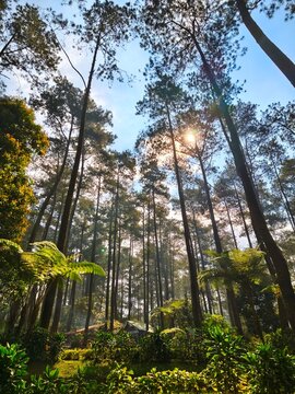 Bandung, Indonesia - July 08, 2026: Beautiful pine forest Pinus merkusii atmosphere with tall trees towering under the bright morning sunlight.