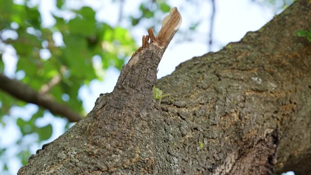 Green Grasshopper Crawling Up Tree Branch