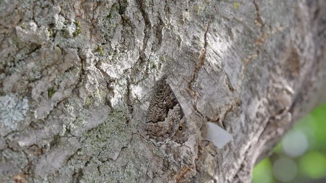 Camouflaged Gray Butterfly Mimicking Textured Tree Bark