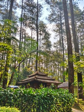A traditional wooden stilt house with ethnic shingle roof architecture standing amidst a lush and serene pine forest at Orchid Forest Cikole Lembang.