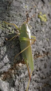 Green Katydid Grasshopper on Tree Trunk Bark