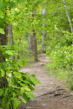 A sun-dappled dirt hiking trail winding through a dense green forest