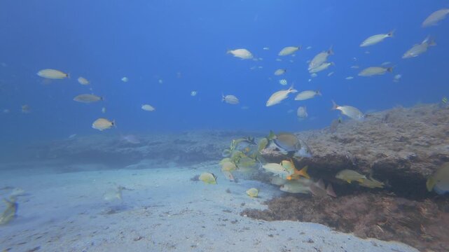 coral reef with school of fish