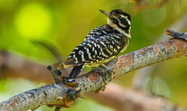 Ladder-backed Woodpecker (Picoides scalar) Photo, Perched