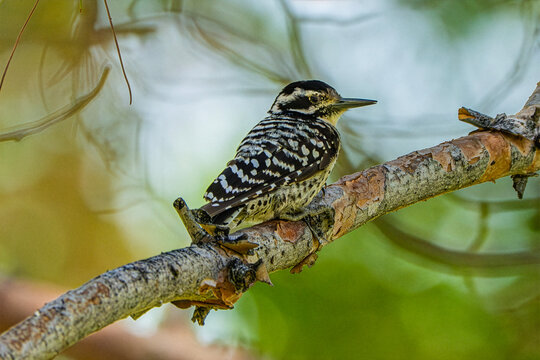 Ladder-backed Woodpecker (Picoides scalar) Photo, Perched