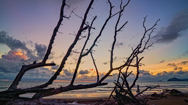 Time lapse sunset sky over the Ancient coastal forest remains lying across the shoreline where powerful ocean waves have eroded the beach, exposing roots and leaving behind massive wooden stumps.