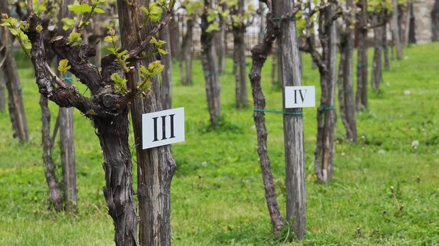 Organized rows of numbered grapevines with new spring shoots. Green grass covers the ground between the old, pruned plants in a vineyard