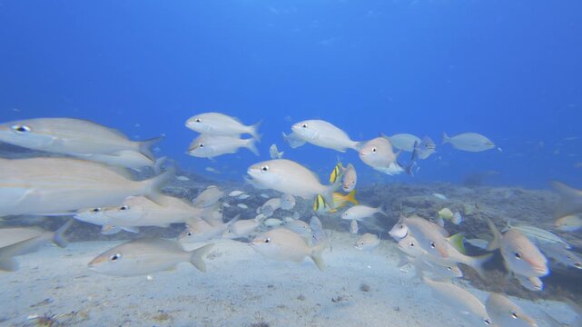 tropical fish swimming in ocean