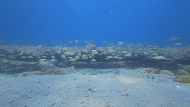 coral reef with school of fish