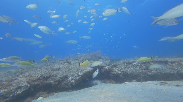 coral reef with school of fish
