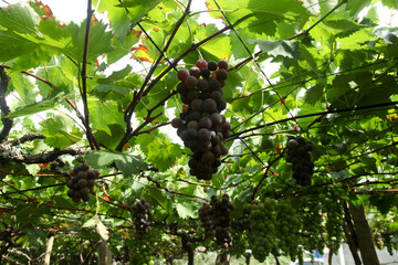 Fresh Grapes Hanging on Vine in Vineyard Canopy Ready for Harvest Season at Organic Winery © ThiLe