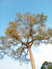 Fototapeta premium Majestic Kapok Tree Reaching Toward Clear Blue Sky
