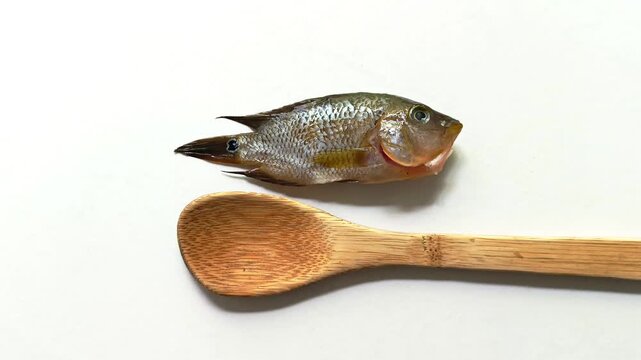 Top view studio shot of a single fresh raw whole local white mojarra fish next to a bamboo wooden spoon isolated on white background from Guatemala.