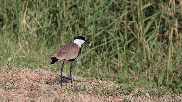 Northern Lapwing, Vanellus vanellus, single bird on grass