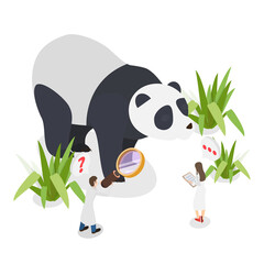 3D Isometric Flat  Illustration of Panda Study, Concept Of Protecting Endangered Species From Extinction By Preservation Efforts Of Small Individuals. © TarikVision