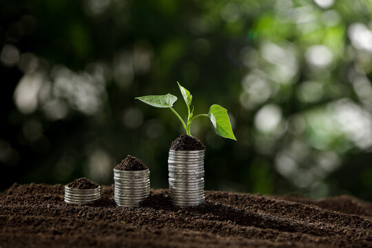 Money Growth and Wealth Building Concept with Plant Growing from Coins in Soil