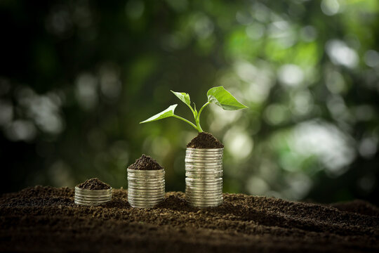 Financial Growth and Wealth Building Concept with Plant Growing from Coins in Soil