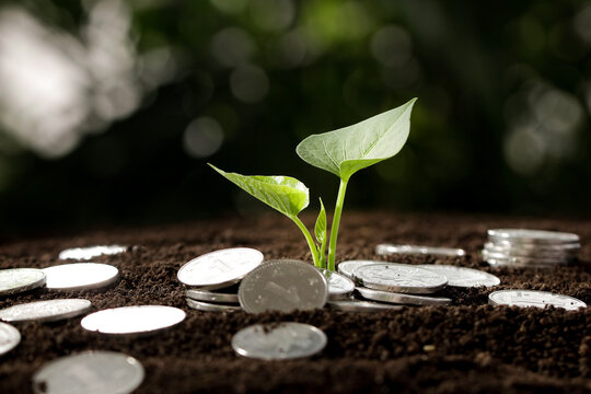 Plant Seedling Growing from Coins in Soil - Financial Growth and Wealth Investment Concept