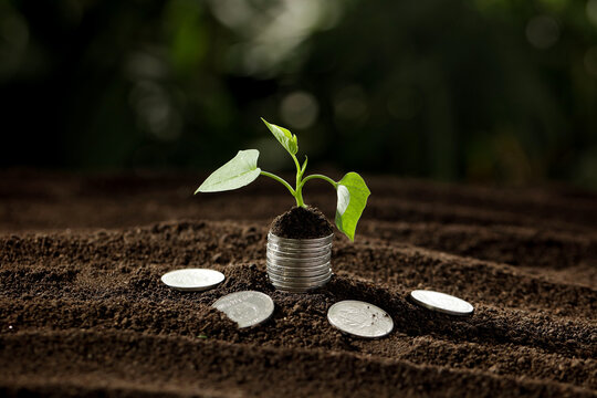 Plant Growing from Coins in Soil - Financial Growth and Wealth Investment Concept