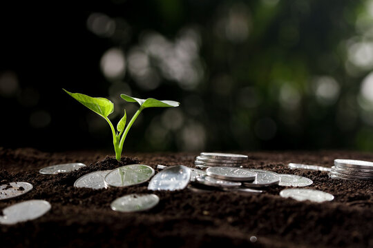 Green Plant Seedling Growing with Silver Coins - Financial Growth and Investment Concept