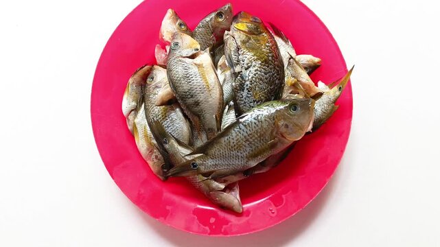 Top view studio shot of a pile of fresh raw whole local white mojarra fishes catching from lake inside a bright red plastic plate isolated on white background from Guatemala.