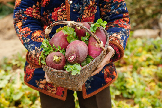 Fresh Purple Radishes in Basket - Weifang Traditional Farming Harvest