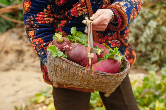 Fresh Purple Radishes in Wicker Basket - Weifang Harvest of Delicious Organic Root Vegetables