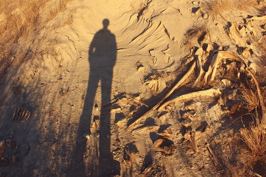 shadow of man over extinct animal bones
