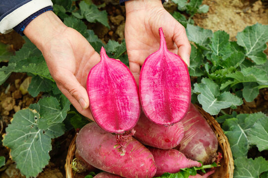 Fresh Purple Radishes from Weifang China - Hands Holding Cut Vegetable Showing Pink Interior in Garden