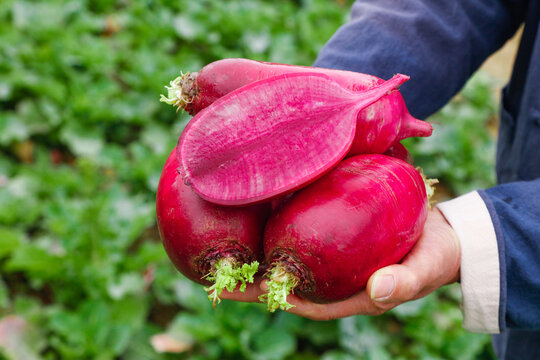 Fresh Red Radishes with Purple Interior from Weifang - Organic Vegetable Harvest
