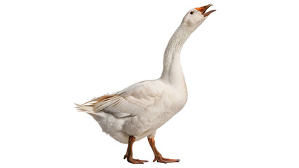 Wild domestic goose standing looking sideways waterfowl bird isolated on transparent background © Arina