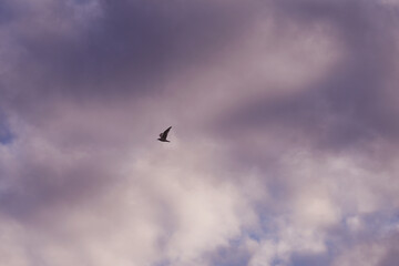 Fototapeta premium Seagull in the sky at sunset over the sea