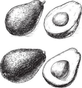 set of vector avocado drawings in sketch style