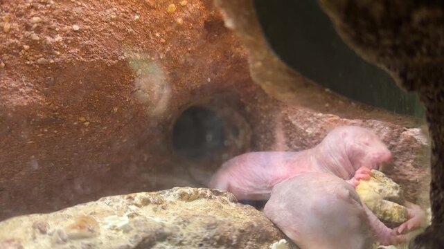 Close up video of a newborn naked mole rat feeding inside an artificial underground habitat. Rare view of baby rodents during early development in a conservation and educational exhibit.