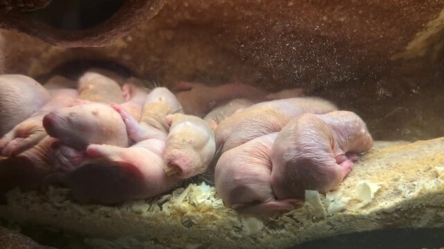 Several newborn naked mole rats resting together inside their underground nest. Unique footage showing early life stage of social rodents in a controlled conservation environment.