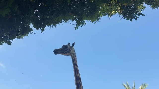 Tall giraffe feeding on fresh green leaves from a tree in bright daylight. Low angle wildlife footage highlighting the graceful movement of one of Africa's tallest mammals.