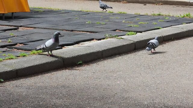 Curious flock of rock doves walking on the pavement of a city park. Feral pigeons foraging for food on the ground during a sunny day