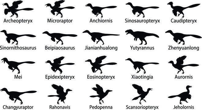 Prehistoric feathered dinosaurs and early bird ancestors vector silhouette icon set featuring evolution of archeopteryx microraptor and theropod species shapes