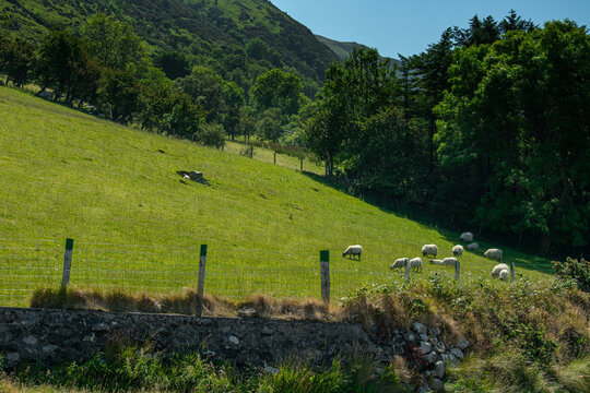 Hillside in Ireland with Sheep in a Meadow