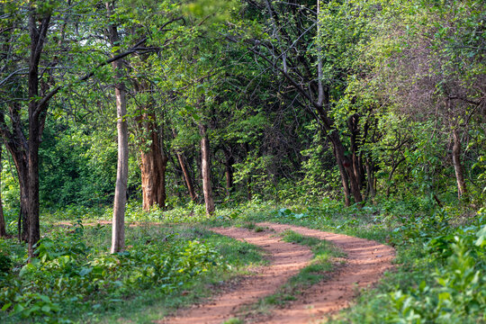 Central Indian Forests - a culmination of nature&rsquo;s beauty and wildlife. Safari tracks are visible but with responsible tourism and conservation in mind all the time.